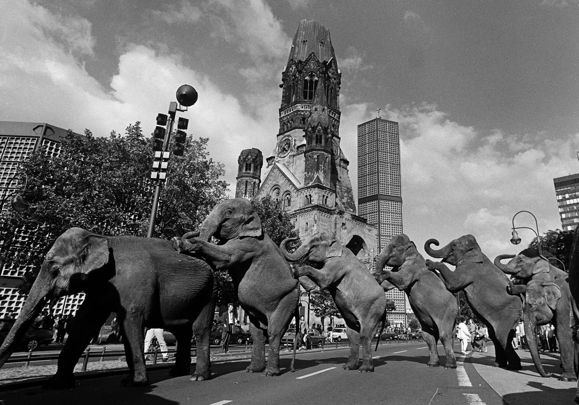 Zirkus Elefanten Parade auf dem Kurfürstendamm ca 1986 Berlin Street Photography, West Berlin Fotografen